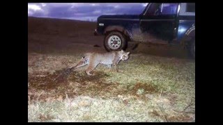 preview picture of video 'Bobcat Trapping'