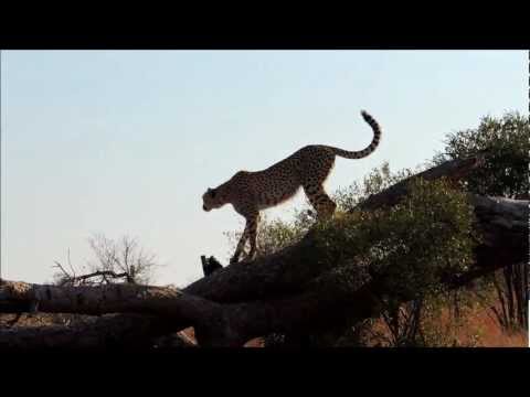 Female Cheetah marking her territory in a play tree