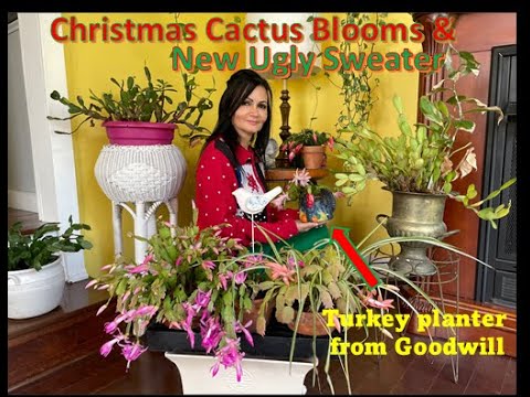, title : 'Christmas Cactus Blooms & New Ugly Sweater'