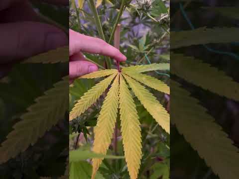 Columbian Gold aka Santa Marta Gold #cannabiseducation #cannabis #greenhouse #cannagrow