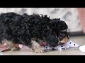 Cavapoo dogs for sale: Blaire - Video 1