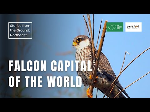 Falcon Capital of the World: Nagaland's Amur Falcon (THT Films)