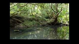 preview picture of video 'Mebbin National Park Northern NSW Australia - Inside and Outside.wmv'