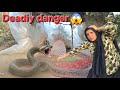 The dangerous life of nomads: Homeless mother attacked by poisonous snake