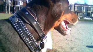 cooper tribute_0001.WMV