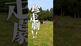 前見えてないよね😂〜お犬様との暮らしVlog〜超広いドッグランでたくさん遊べて大満足してもらえました🐶#犬のいる暮らし #犬との暮らし #犬のいる生活 #Vlog #FunnyDog