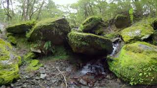 360˚ New Zealand: Forest Stream