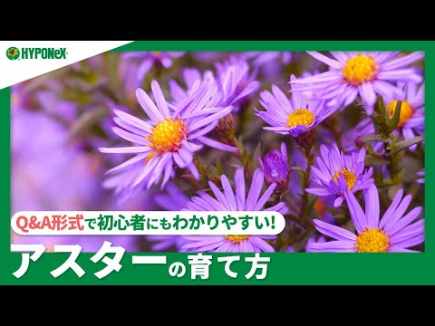ラウブラット・アスター 植物