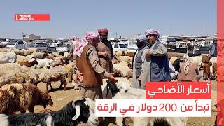 أسعار الأضاحي تبدأ من 200 دولار في الرقة