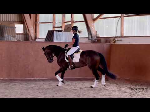 Stute von Fürst Samarant *2020