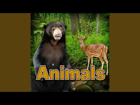 Cat - Domestic Cat Meowing Sfx