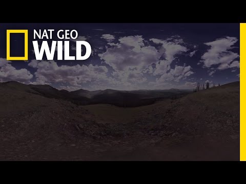 Thumbnail of the video: 360° - Zen-Out at Yellowstone National Park | Wild Yellowstone