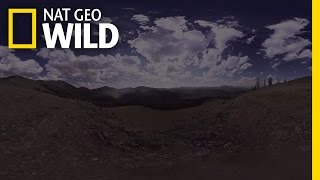 360° - Zen-Out at Yellowstone National Park | Wild Yellowstone