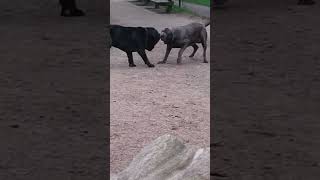 Download lagu the #battle for the stick between two #Mastino napoletanos 🐾❤️ #mastiff mp3 Download lagu the #battle for the stick between two #Mastino napoletanos 🐾❤️ #mastiff mp3