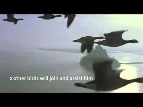 Team success , inspiring lessons from nature.