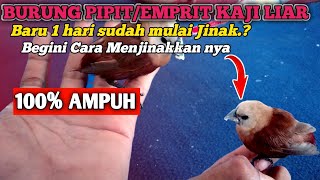 Cara Menjinakkan Burung Liar || Burung Pipit Liar agar Jinak