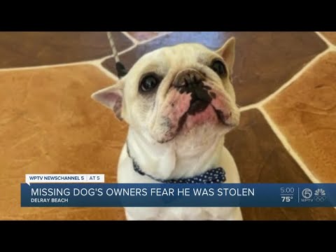 Delray Beach French bulldog owner fears pet was stolen