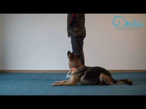 Rally Obedience FISC - Cartello n.3 Terra
