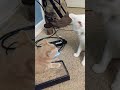 Cream Tabby And White Van Kedisi Wanted The Same Catnipped Scratching Post Shorts Cat Cats