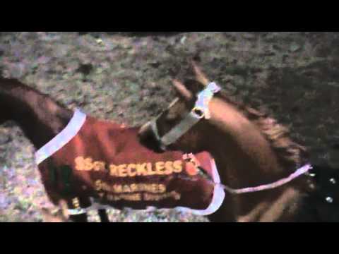 breyer reckless lonesome glory