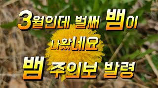 3월인데 벌써 뱀이 출몰 했네요  보호색이라 잘봐야 보여요