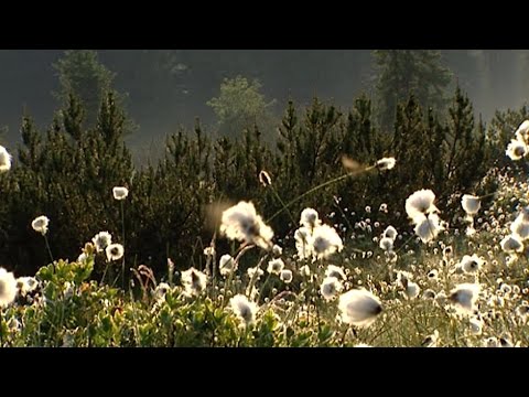 Schulfilm: 360° - die GEO-Reportage - Der letzte Märchenwald (Vorschau)