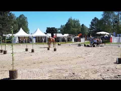 Skyler Unlimited Working Equitation Trail Munchen Pferd International M klasse 2017