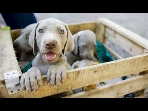 Kampf gegen illegalen Welpenhandel ORF Kärnten heute