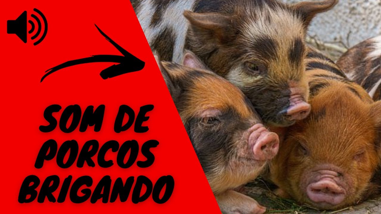 Watch Now SOM DE PORCOS BRIGANDO I BARULHO DE PORCOS SOM DE PORCOS BRIGANDO I BARULHO DE PORCOS