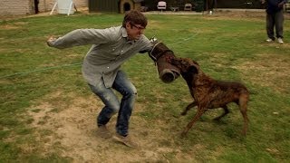 Louis is attacked by a 'weaponized' dog - Louis Theroux's LA Stories: Episode 1 Preview - BBC Two