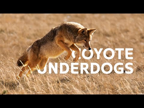 Predator Vs Underdog: The Coyotes Fighting Against Deadly Attacks | Yellowstone Documentary