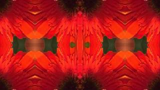 Jimmy Sanchez (by the Bap Kennedy Trio) live!