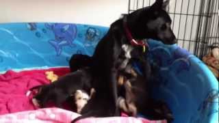 Sweet Mama Schipperke Blue Heeler