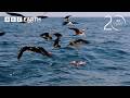 The Deadly Fish That Changes Colour To Hunt 20 Years Of Planet Earth BBC Earth