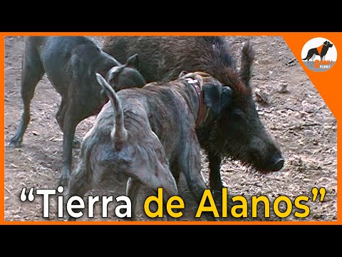 "Tierra de Alanos, La fascinante historia detrás del Alano Español" 🐾📜#alanoespañol #alano