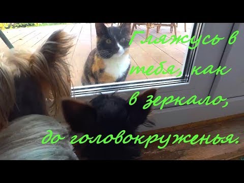 VLOG: СТРАШНЫЙ ЗВЕРЬ ЗА СТЕКЛОМ! 13.10.19