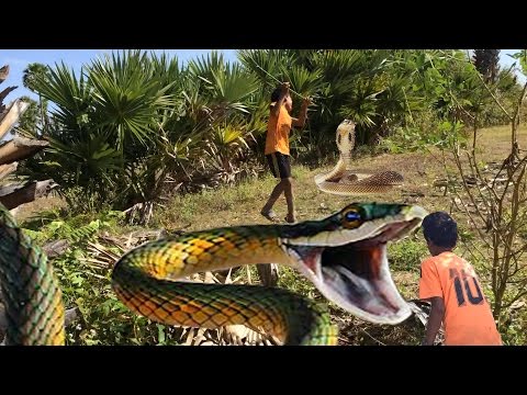 Wow! Brave Children Catch Big Snake With Bare Hand-How to Catch Big Snake in Cambodia-Golikes Net #1