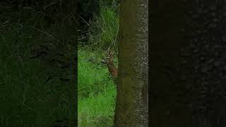 Blattzeitmomente 2025 🌿 von  ⁨@huntingtommes4713⁩