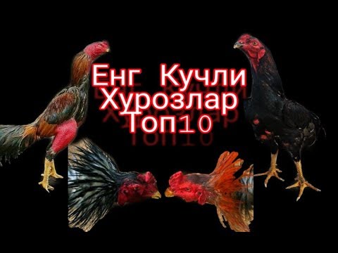 Энг кучли Хурозлар 2020 Хуроз жанглари