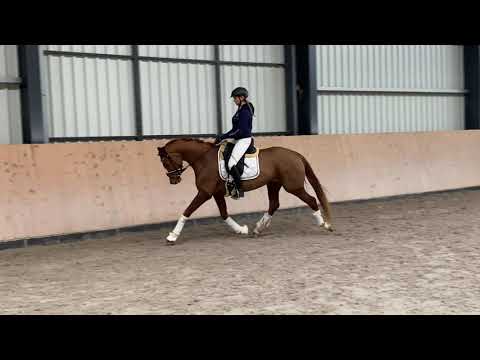 3 Jährige Stute von Zoom - z.Zt. 1,63 m groß