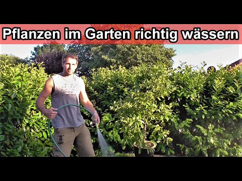 Garten Pflanzen richtig bewässern – Pflanzen im Garten richtig gießen – Anleitung / Tipps & Tricks