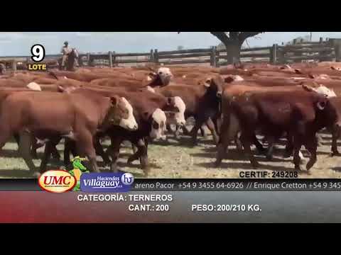 Lote 200 Terneros en Gral. San Martín, Chaco
