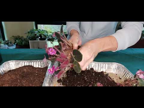 AFRICAN VIOLET RESCUE - BEGINNERS Step By Step Tutorial - FROM UNHEALTHY NEW PLANT TO WOW AMAZING!