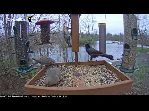 Red-bellied Woodpecker and Common Grackle Take Center Stage – Apr 25, 2017