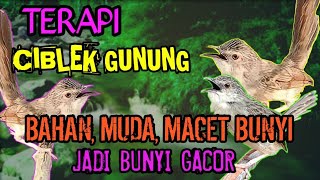 Download lagu TERAPI CIBLEK GUNUNG (CIGUN) BAHAN, Agar cepat bunyi dan rajin mp3