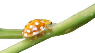 Orange Ladybird