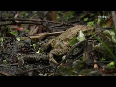 Ötscher  Im Reich des sanften Riesen ORF2 HD