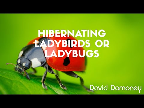 冬眠するテントウムシ/てんとう虫