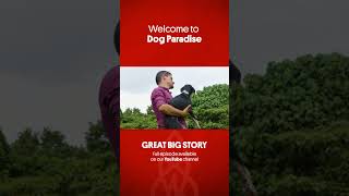 Welcome to Dog Paradise #dogs #greatbigstory