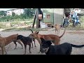 Dog Fighting And Dog Important Meeting Mating কুকুরের জরুরি মিটিং